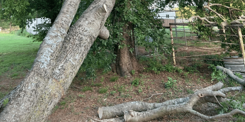 Imperial Tree Removal Service