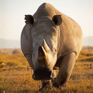 Helping Rhinos Is Reframing Wildlife Conservation Around Entire Ecosystems
